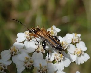 Oedemera podagrariae
